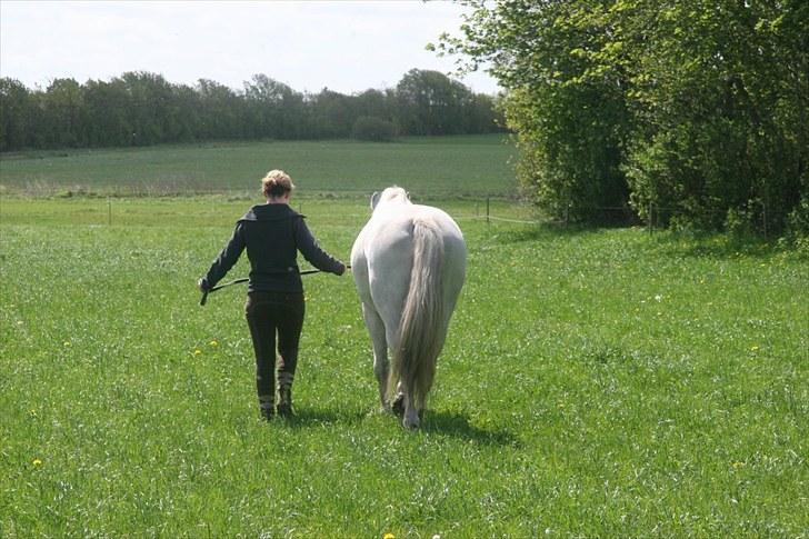 Knabstrupper Prins billede 17