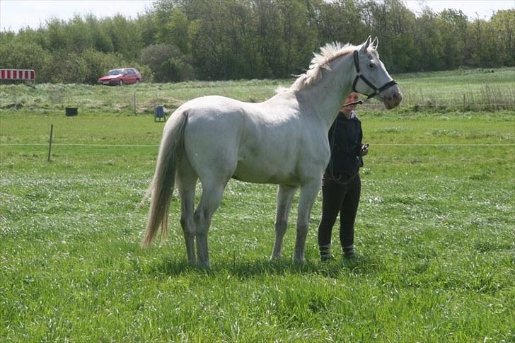 Knabstrupper Prins billede 18