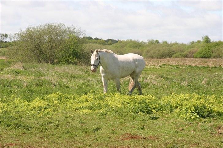 Knabstrupper Prins billede 19