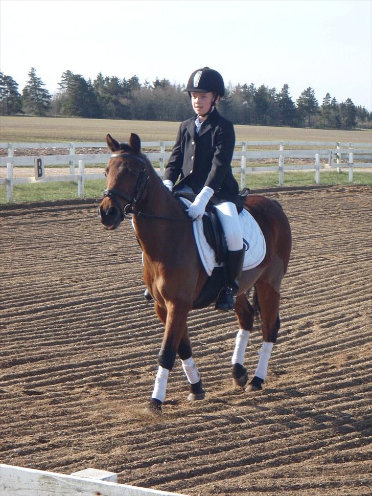 Anden særlig race Buster - Busse er så nygerig<33 billede 6