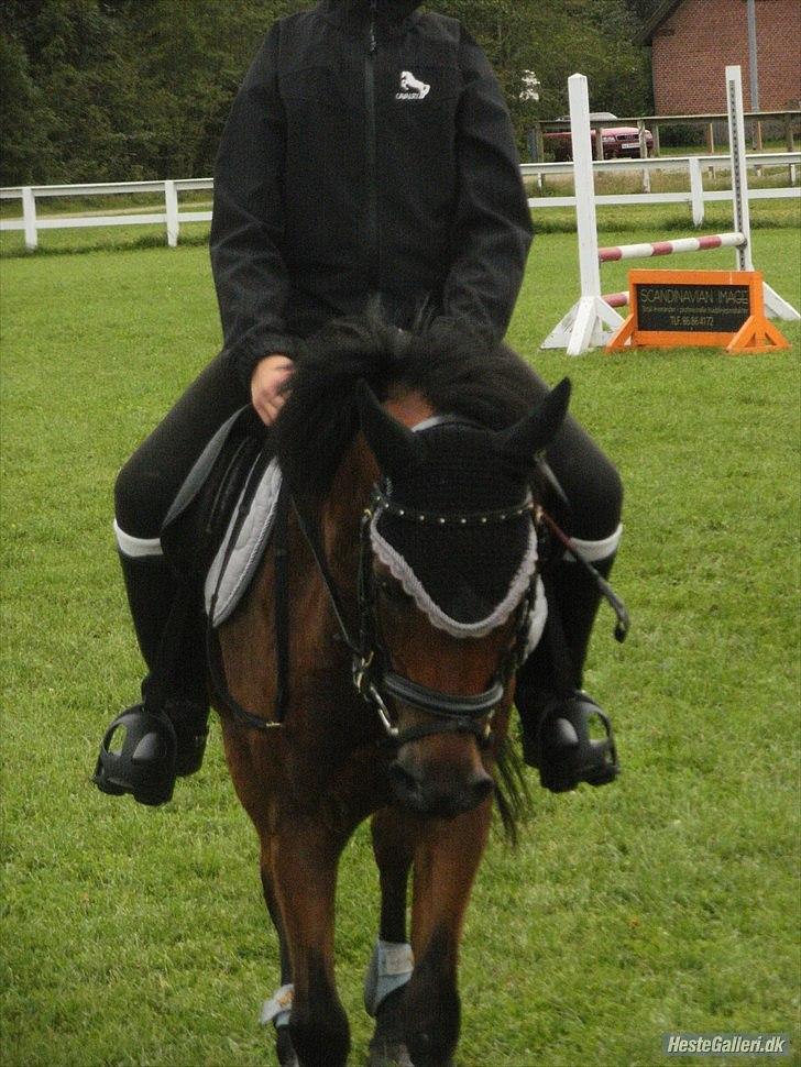 Anden særlig race Buster - lille fine mansen;D billede 7