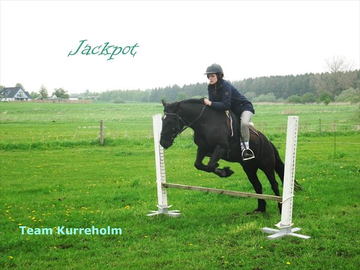 Fell pony Kurreholms Jackpot UDLÅNT - Springning med rytter for første gang. 23/5-10 billede 16