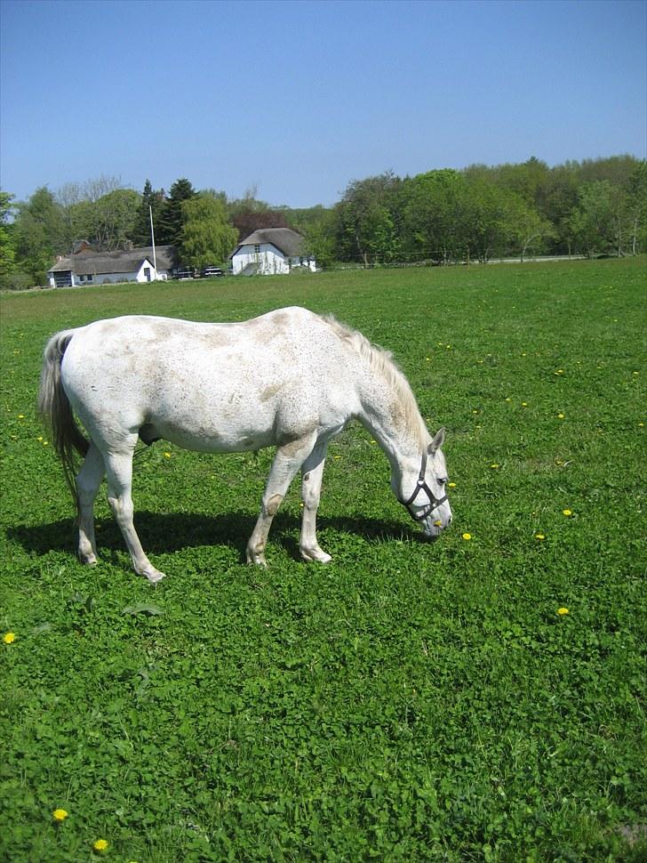 Arabisk fuldblod (OX) Silas billede 16