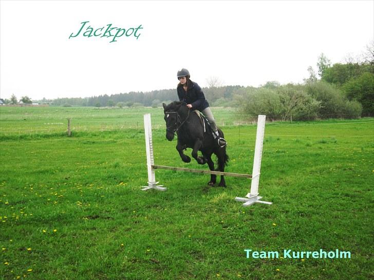 Fell pony Kurreholms Jackpot UDLÅNT - Springning med rytter for første gang. 23/5-10 billede 17
