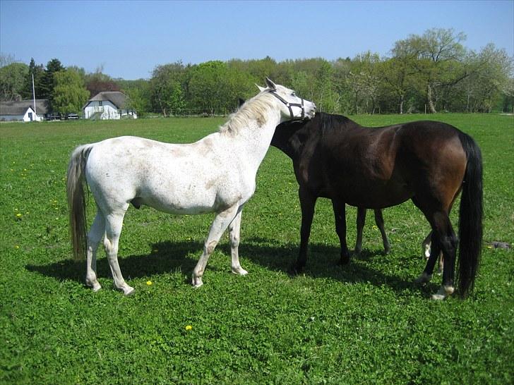 Arabisk fuldblod (OX) Silas billede 17