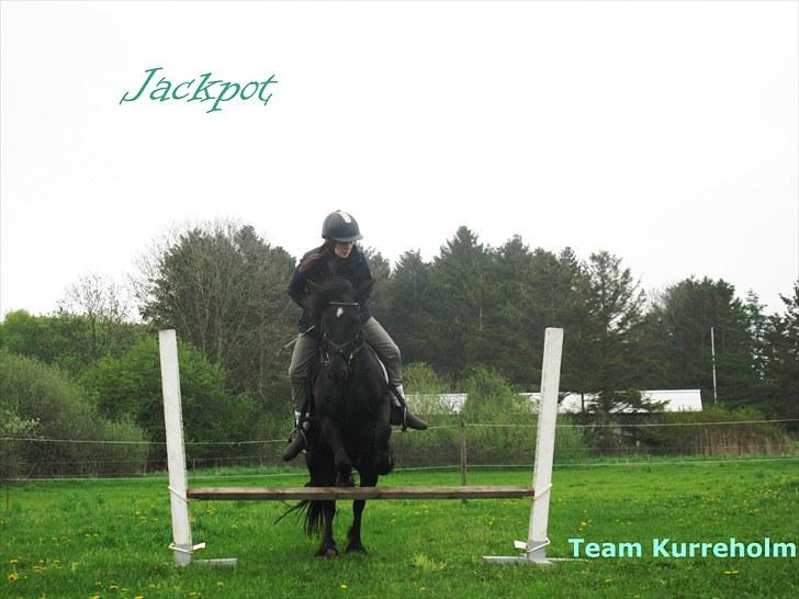 Fell pony Kurreholms Jackpot UDLÅNT - Springning med rytter for første gang. 23/5-10 billede 18