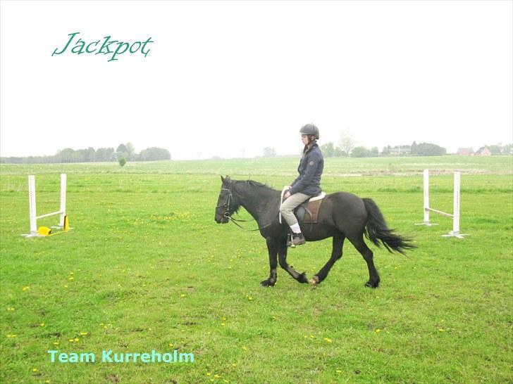 Fell pony Kurreholms Jackpot UDLÅNT billede 19
