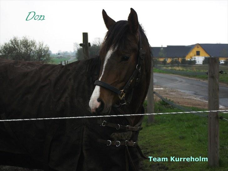 Dansk Varmblod Don Z (Sendt hjem) billede 11