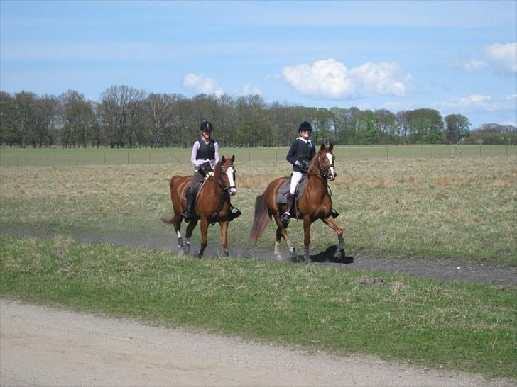 Anden særlig race Sierra (Milton) - Super skøn tur i skoven! :D  billede 16