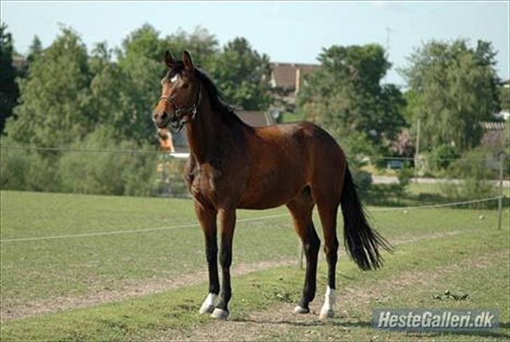 Dansk Varmblod Fiona (solgt) billede 1