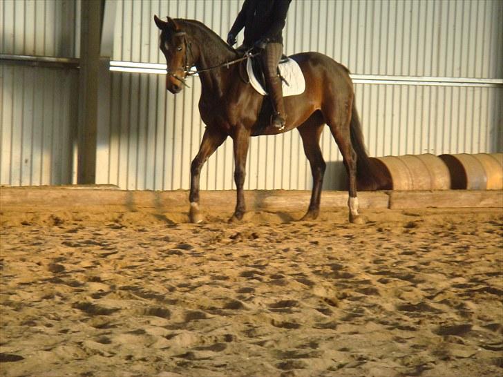 Dansk Varmblod Fiona (solgt) billede 2