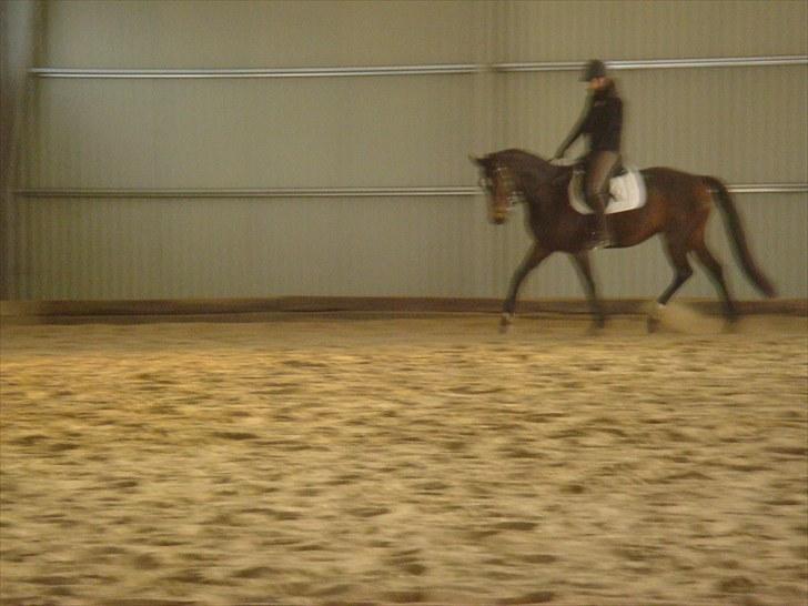 Dansk Varmblod Fiona (solgt) billede 3