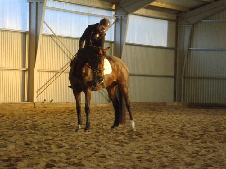 Dansk Varmblod Fiona (solgt) billede 4