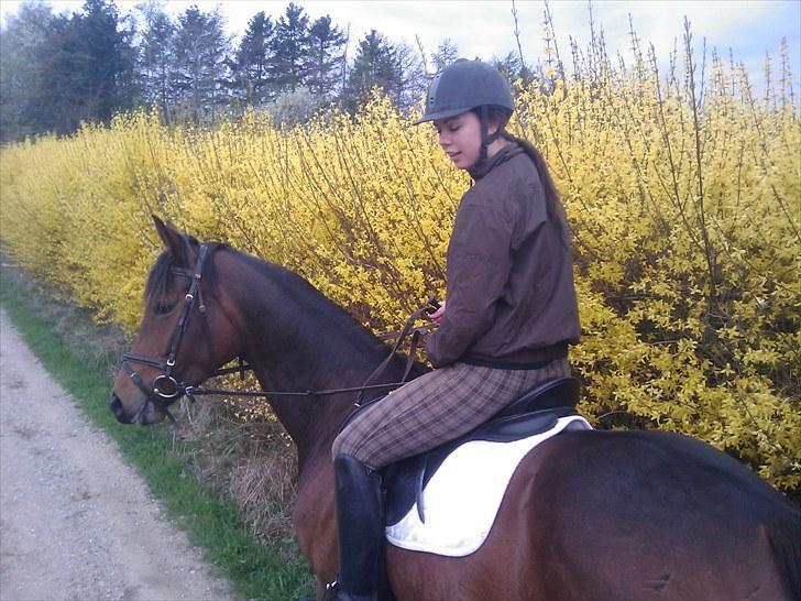 Dansk Varmblod Fiona (solgt) billede 5