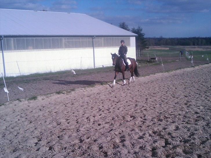 Dansk Varmblod Fiona (solgt) billede 6