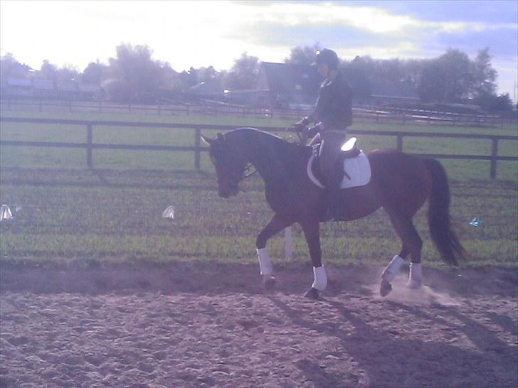 Dansk Varmblod Fiona (solgt) billede 7