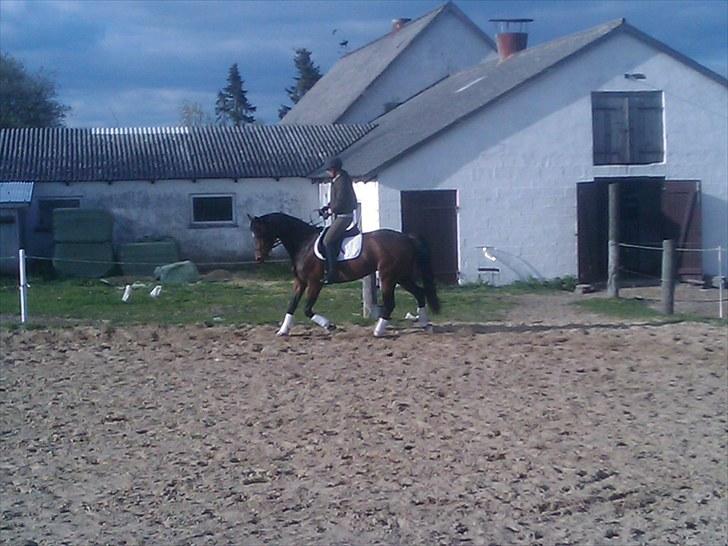 Dansk Varmblod Fiona (solgt) billede 8