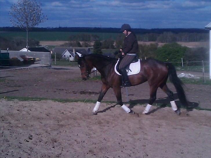 Dansk Varmblod Fiona (solgt) billede 9