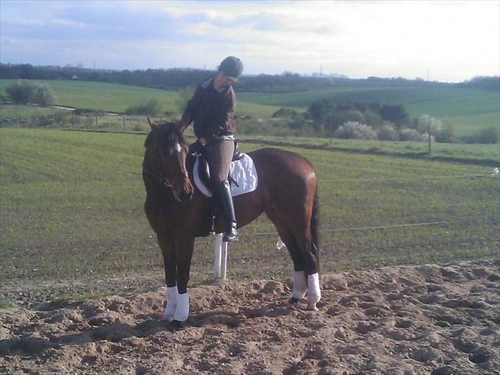 Dansk Varmblod Fiona (solgt) billede 10