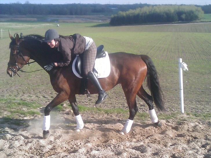 Dansk Varmblod Fiona (solgt) billede 11