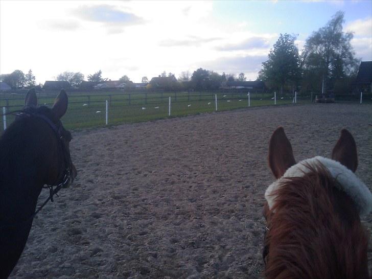 Dansk Varmblod Fiona (solgt) billede 12