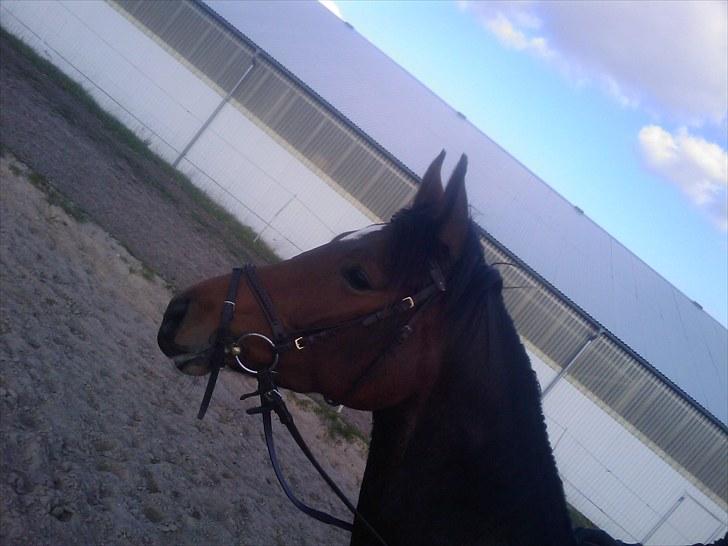 Dansk Varmblod Fiona (solgt) billede 13