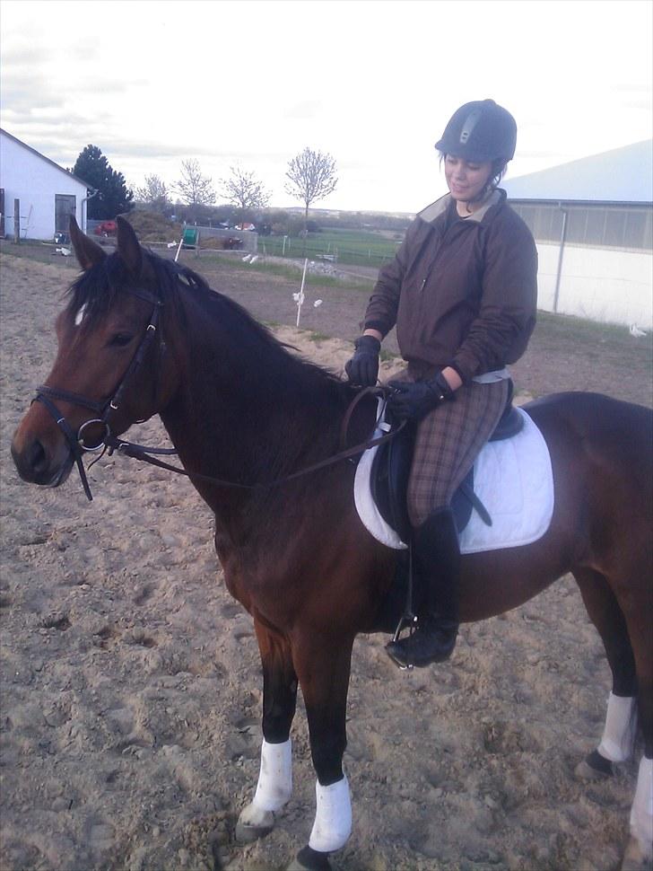 Dansk Varmblod Fiona (solgt) billede 14