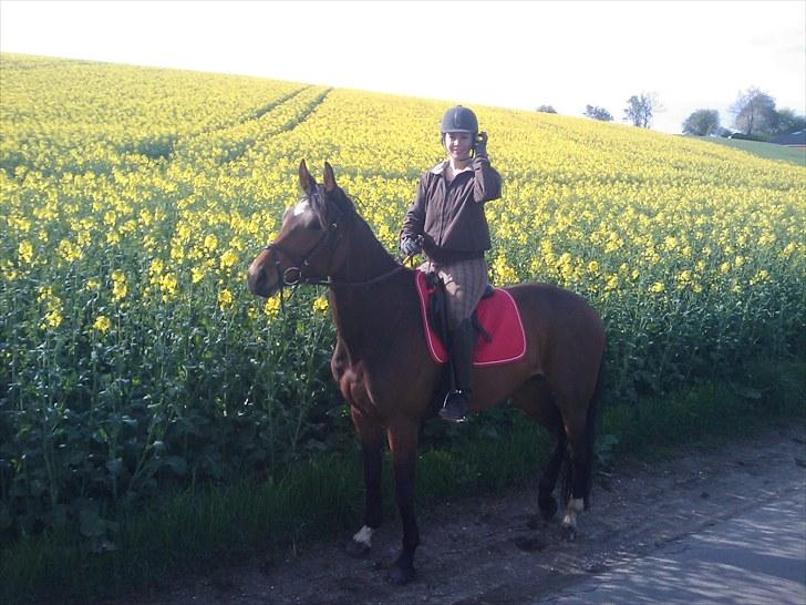 Dansk Varmblod Fiona (solgt) billede 15