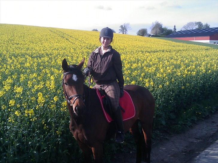 Dansk Varmblod Fiona (solgt) billede 16