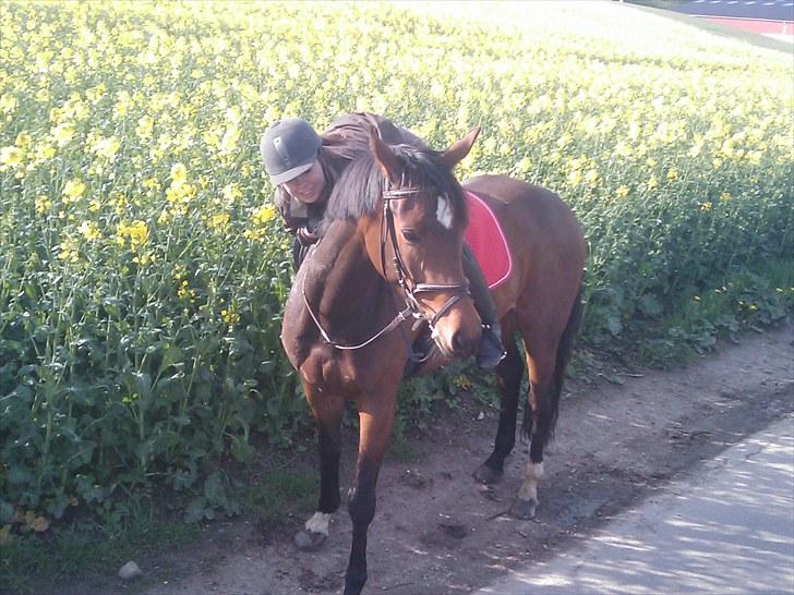 Dansk Varmblod Fiona (solgt) billede 17