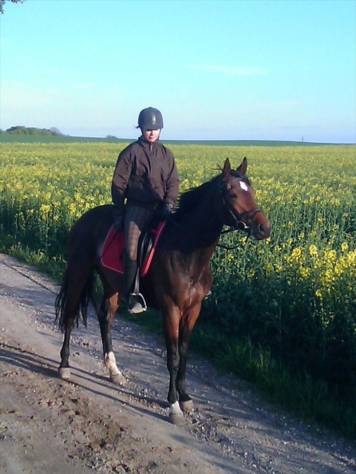 Dansk Varmblod Fiona (solgt) billede 18