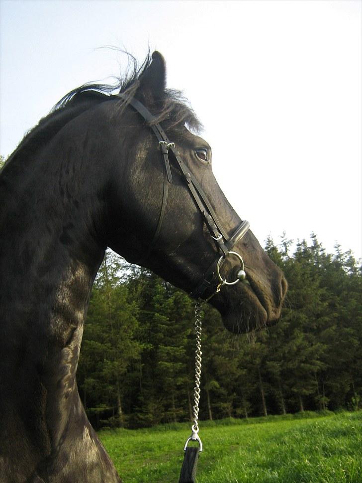 Frieser Rykje van Bourboom R.I.P. billede 10