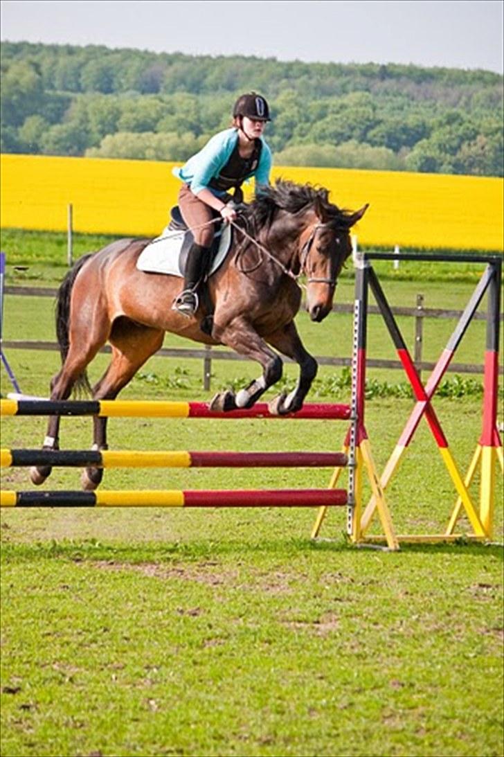 Anden særlig race Banko - Foto : Maria Rasch billede 3