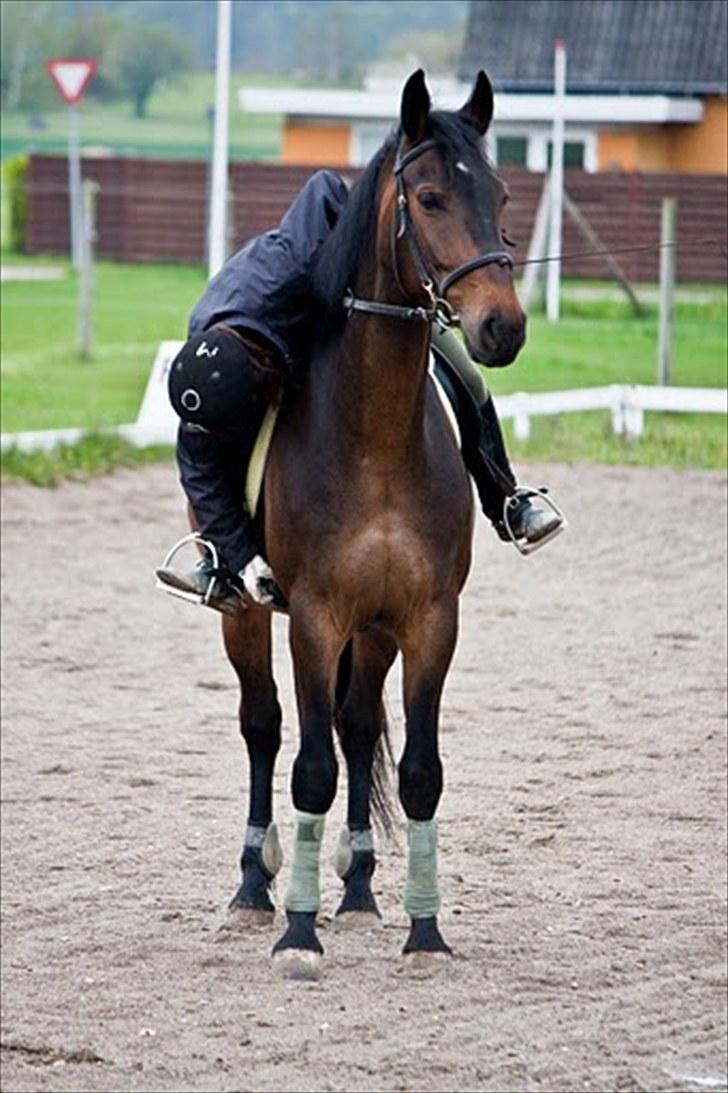 Anden særlig race Banko - Foto : Maria Rasch billede 4