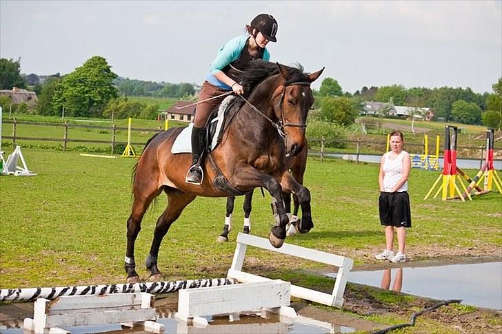 Anden særlig race Banko - Foto : Maria Rasch billede 8