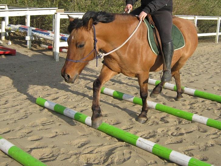 Anden særlig race Britney - Bomtræning maj 2010 billede 3