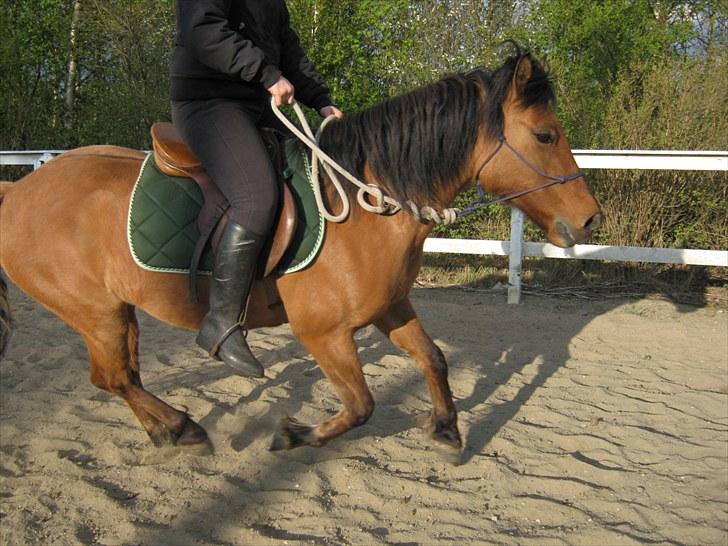 Anden særlig race Britney - Galop maj 2010 billede 4