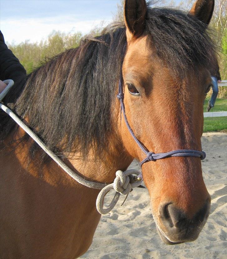 Anden særlig race Britney - Maj 2010 billede 2