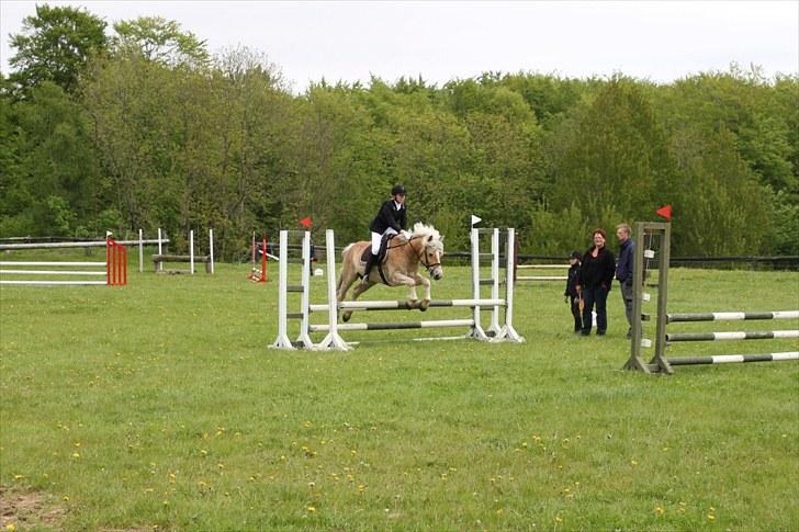 Haflinger Cody - d.23.05.10. LC klubmesterskab på SRÅ.
Foto: Mor billede 11