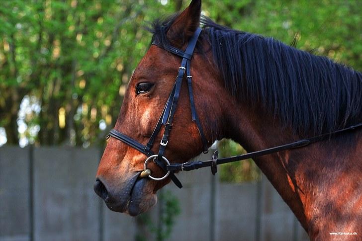 Traver Condi Crown  'Mit livs lys' <3 - „Det gælder ikke om at finde en man kan leve med, men at finde en man ikke kan leve uden.“ billede 5