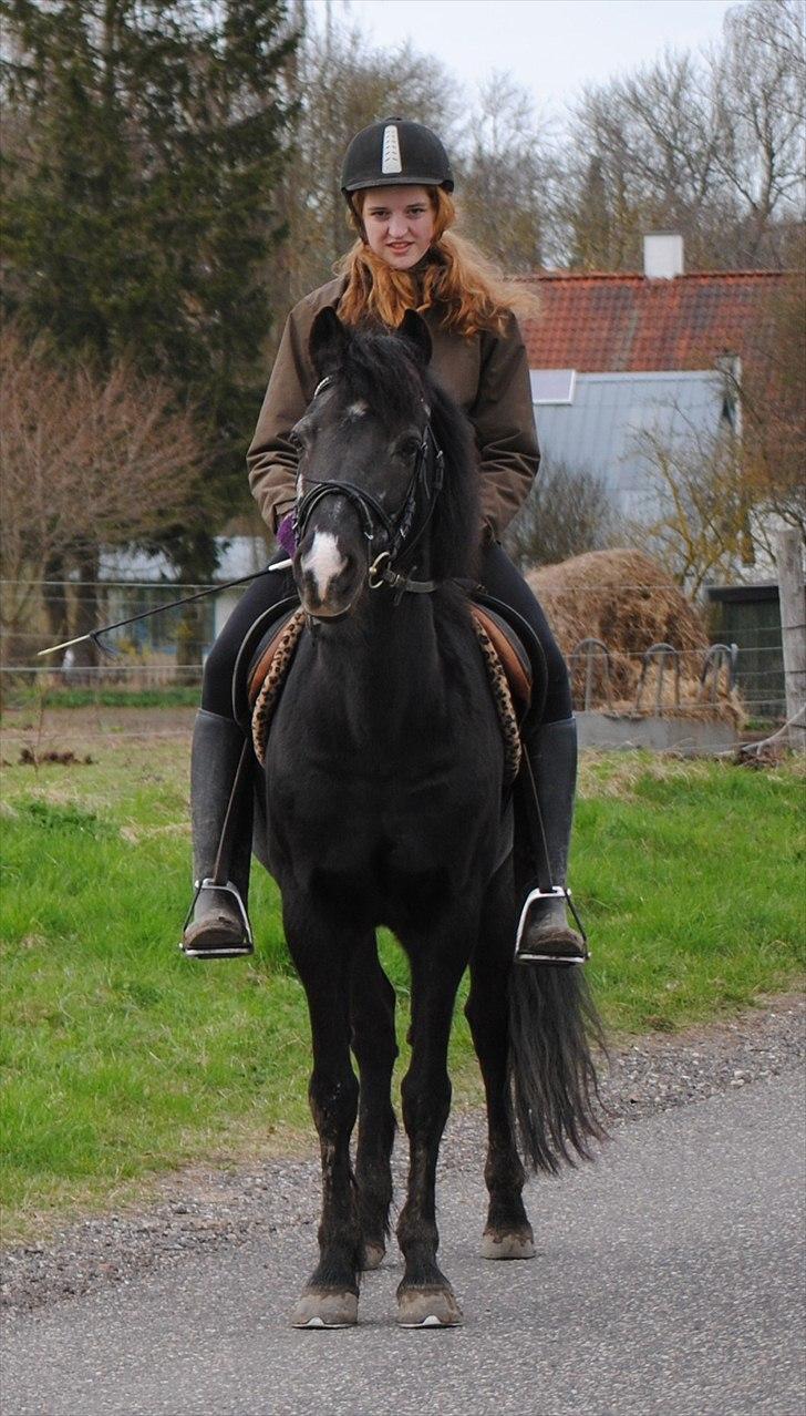 New Forest / Araber Pinocchio - Er så stolt af min lille pony, der nu kan ride på tur helt alene! :-D <3 billede 11
