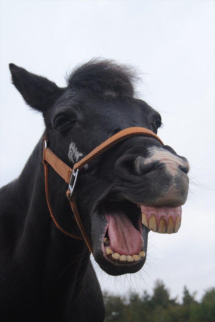 New Forest / Araber Pinocchio - It's okay to be crazy. I love you. <3 billede 4