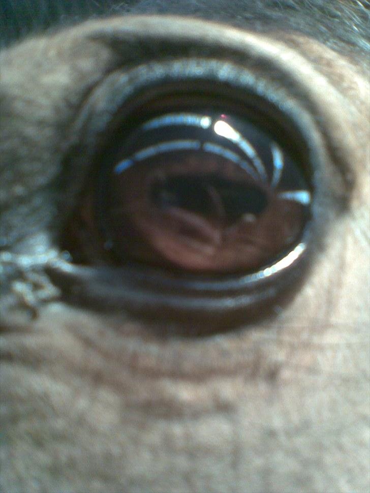 Anden særlig race Kathy<333 billede 12