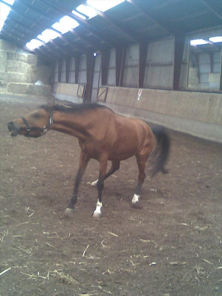 Anden særlig race Kathy<333 billede 13