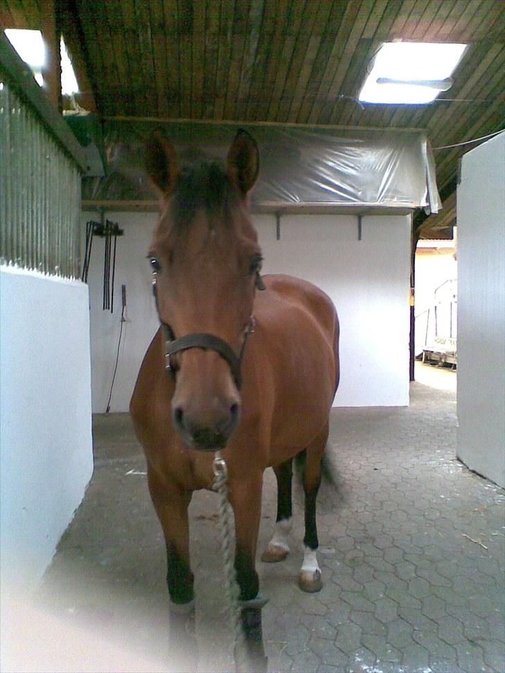 Anden særlig race Kathy<333 billede 14