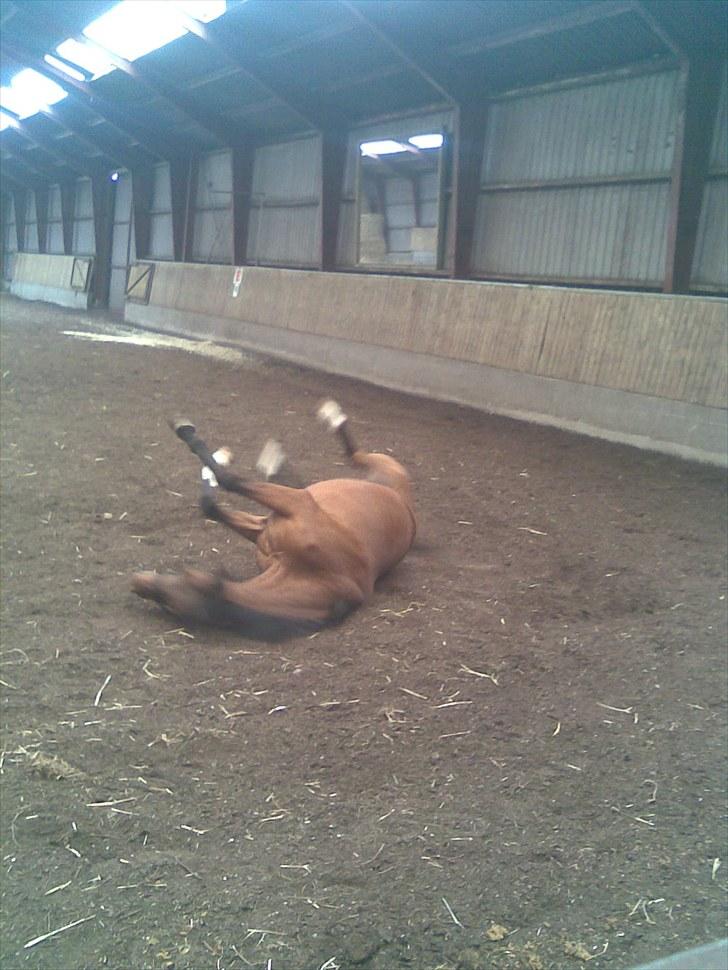 Anden særlig race Kathy<333 billede 15