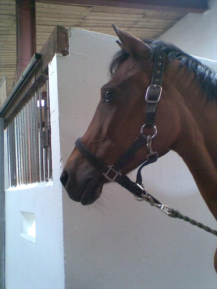 Anden særlig race Kathy<333 billede 16