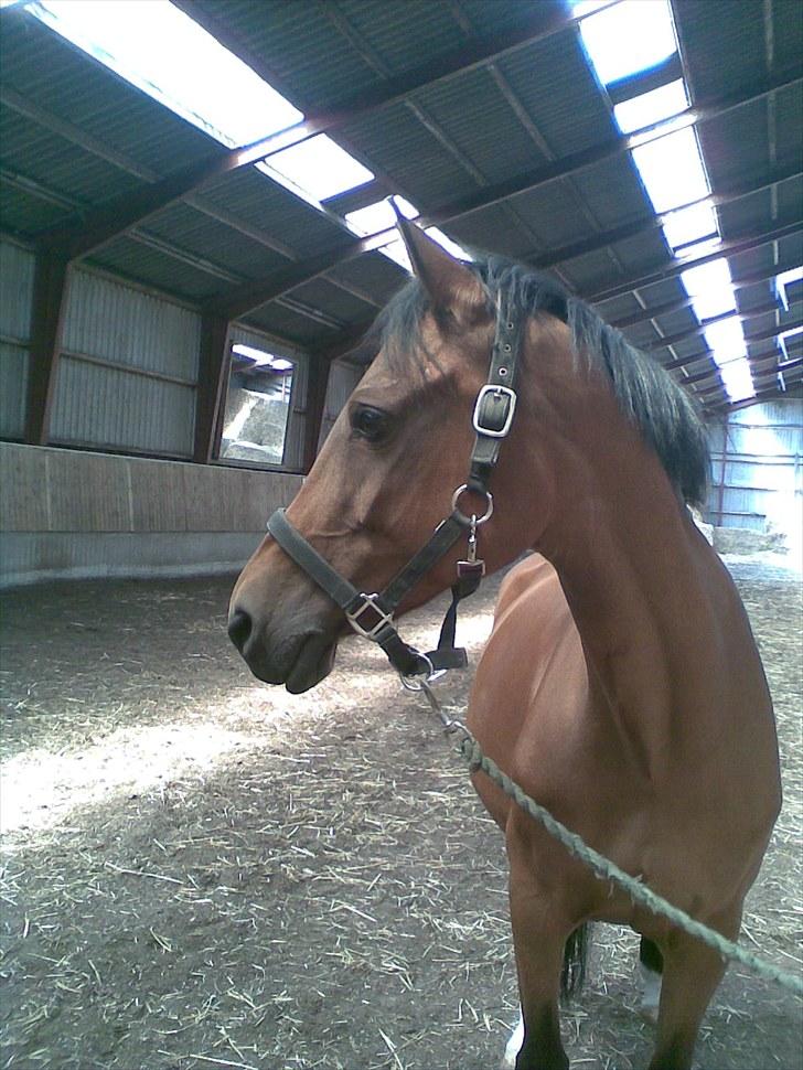 Anden særlig race Kathy<333 billede 17