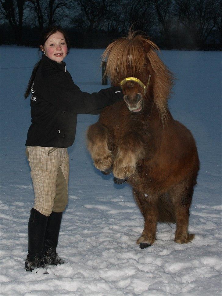 Shetlænder Charlottenlunds Olfert - nr. 1 Deeeeeeeeeeeejlige i; <3 billede 1