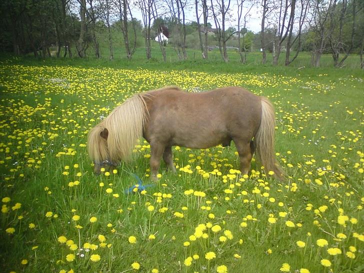 Shetlænder Charlottenlunds Olfert - nr. 3 Olfert på sportspladsen i Vester Nebel, der er mange mælkebøtter :D billede 3